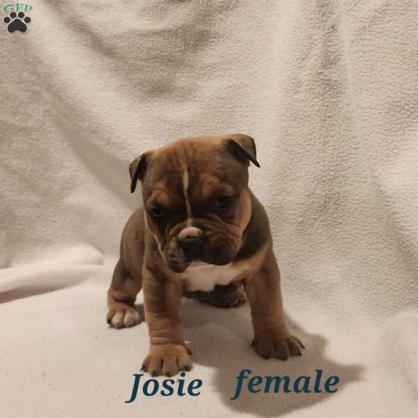 Josie, American Bully Puppy